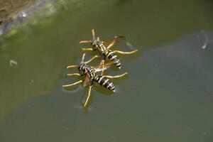 Wasps Polistes drink water. Wasps drink water from the pan, swim on the surface of the water, do not sink. photo