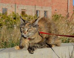 Mainecoon cat, Giant maine coon cat. Breeding of purebred cats at home photo