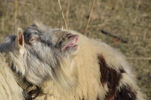 goat lifts his lip and sniffs pheromones. goat sexual behavior during mating. photo