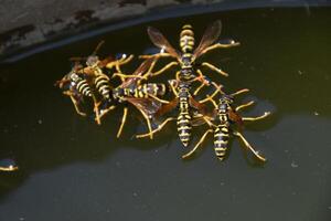 Wasps Polistes drink water. Wasps drink water from the pan, swim on the surface of the water, do not sink. photo