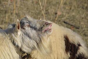 goat lifts his lip and sniffs pheromones. goat sexual behavior during mating. photo