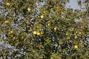 Quince fruits on the branches of tree, late autumn in the garden, late quince fruits photo