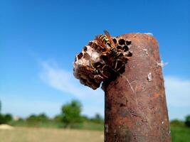 The nest wasps polistov. Vespiary photo