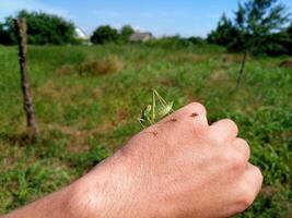 Grasshopper isofia on mans hand. Isophage insect. photo