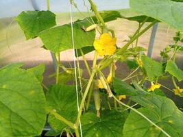 Cucumbers in greenhouse to grow. Tied stalks of cucumbers in the greenhouse. photo