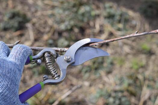 Trimming tree with a cutter. Spring pruning of fruit trees. photo