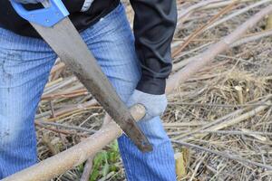 man saws sawing tree branch. Wood sawing with a hand saw. photo