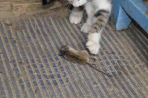 el gato atrapado el ratón. el gato come el atrapado ratón. hogar cazador foto