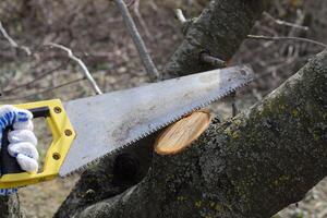 Saw a hacksaw at the cut branch. Cutting a tree branch with a hand garden saw. photo