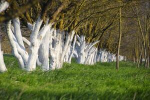 encalado árbol bañador a lo largo el la carretera. albaricoques a lo largo ruta con un verde prado y encalado boles. foto