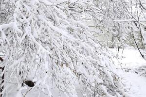 nieve en el árbol sucursales. invierno ver de arboles cubierto con nieve. el gravedad de el ramas debajo el nieve. nevada en naturaleza foto