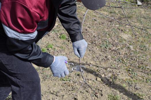 Trimming tree with a cutter. Spring pruning of fruit trees. photo