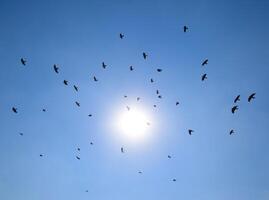 Silhouette of a flock of blackbird flying through a surreal evening sky with a fiery sun photo