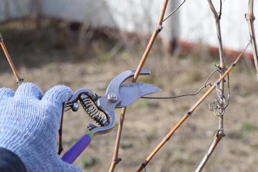 Trimming tree with a cutter. Spring pruning of fruit trees. photo