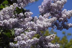 Flowers blooming lilac. Beautiful purple lilac flowers outdoors. photo