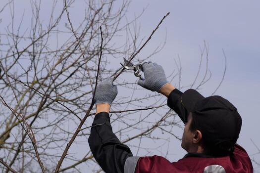 Trimming tree with a cutter. Spring pruning of fruit trees. photo