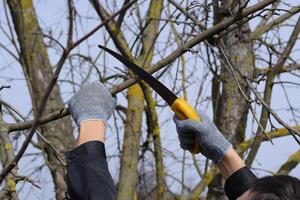 Cutting a tree branch with a hand garden saw. photo