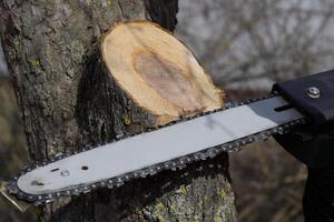 sawn electric sawing tree photo