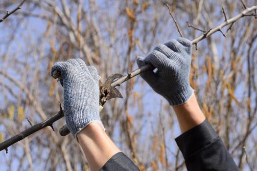 Pruning prunus pruning shears. Trimming tree with a cutter. Spring pruning of fruit trees. photo