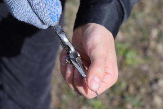 Check the pruning blade for sharpness. Trimming tree with a cutter. Spring pruning of fruit trees. photo