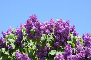 Flowers blooming lilac. Beautiful purple lilac flowers outdoors. photo