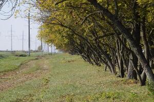 The Forest along the road in the fall. Yellowing leaves on the branches photo