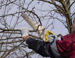 man cuts down a tree branch with a hand garden saw. Pruning fruit trees in the garden. photo