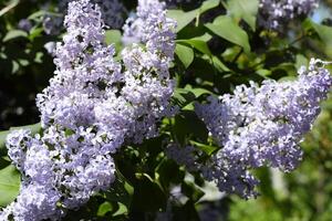 Flowers blooming lilac. Beautiful purple lilac flowers outdoors. photo