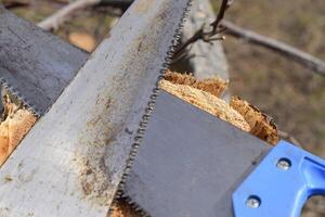 Two saws hacksaws lie across. Garden tool saw. photo