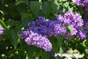 Flowers blooming lilac. Beautiful purple lilac flowers outdoors. photo