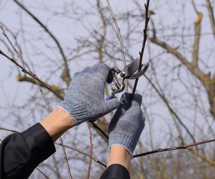Trimming tree with a cutter. Spring pruning of fruit trees. photo
