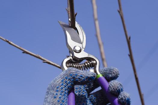 Trimming tree with a cutter. Spring pruning of fruit trees. photo