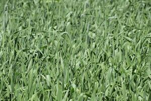 Young green wheat field photo