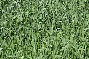 Young green wheat field photo