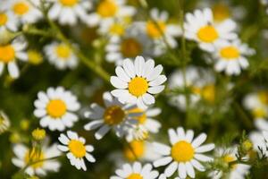 Chamomile flowers. Pharmaceutical camomile. Medicinal plant chamomile, flowering. photo