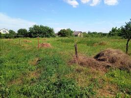 Haystacks on the plot with grass. photo