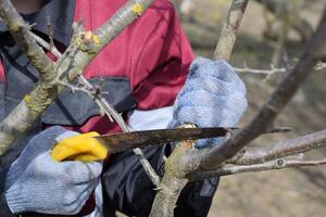 hombre cortes abajo un árbol rama con un mano jardín sierra. poda Fruta arboles en el jardín. foto