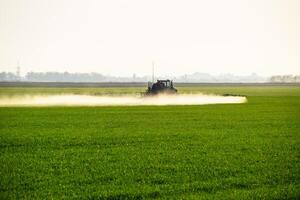 tractor con el ayuda de un rociador aerosoles líquido fertilizantes en joven trigo en el campo. foto