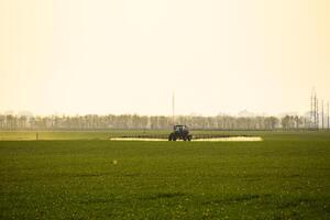 tractor con el ayuda de un rociador aerosoles líquido fertilizantes en joven trigo en el campo. foto