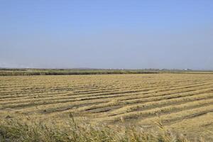 Harvesting rice in the fields. Beveled rice in field photo