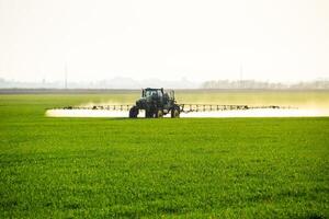 tractor with the help of a sprayer sprays liquid fertilizers on young wheat in the field. photo