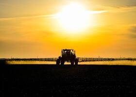 tractor with the help of a sprayer sprays liquid fertilizers on young wheat in the field. photo
