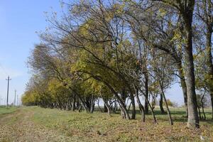 el bosque a lo largo el la carretera en el caer. amarilleo hojas en el ramas foto