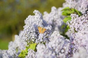 Butterfly Vanessa cardui on lilac flowers. Pollination blooming lilacs. photo