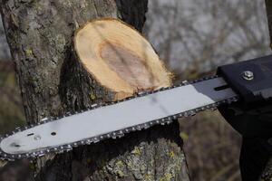 sawn electric sawing tree photo