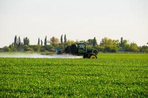 tractor with the help of a sprayer sprays liquid fertilizers on young wheat in the field. photo