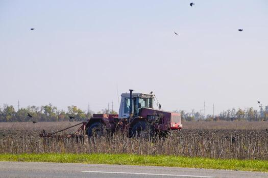 Tractor plowing a field and crows flying around him in search of food photo