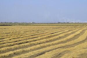 Harvesting rice in the fields. Beveled rice in field photo