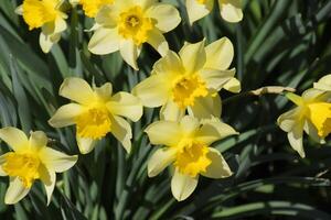 Flowering daffodils in t garden, yellow daffodil flowers photo