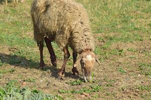 Sheep in the pasture photo